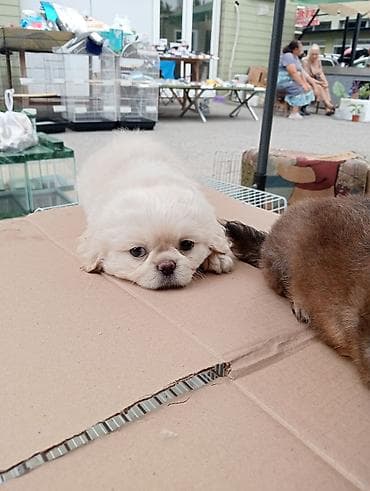 pudel satilir 2020: Pekines, Sənədli — 5