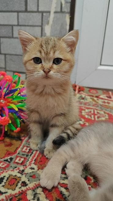 sfinks pişik: Britan — 5