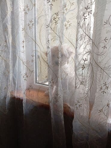 alabaý itleri: Pudel, 5 ay, Erkek, Peyvəndli, Pulsuz çatdırılma — 4