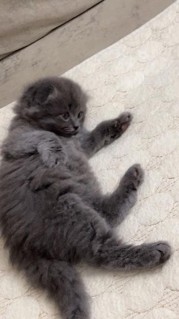 pişik satisi 2019: Şotland yastı qulaq — 2