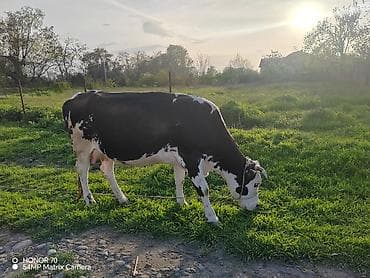 inek sekli: Satılır: 2 baş inək - Şəkillərdə görünən qırmızı rəngli və ağ-qara — 2