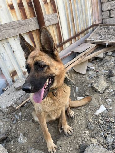 немецкие овчарки щенки купить: Немецкая овчарка, 1 год, Самка — 2