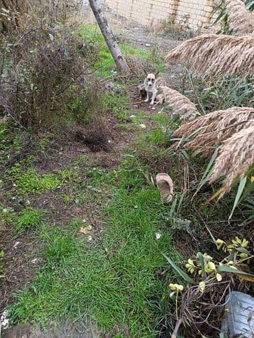 sudluk inekler: Məhsul: dik qulaq zvanok balalri Balaca köpək balaları (qarışıq cins) — 7