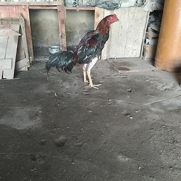 cin bildircin: Iyun becesidi cox hundur becedi bir defe iki su mesq eliyib cinsli — 2