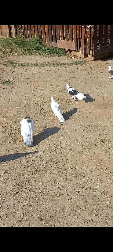 it satisi gence: Salam gorduzu heyvanlar tərcizmə di hamsi saglam bala veren heyvandi — 3