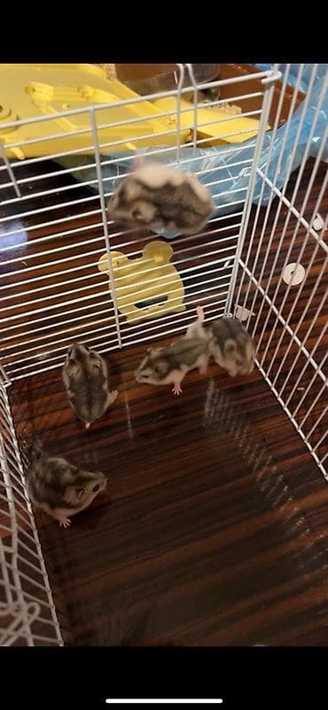 heyvan: Djungar hamsterləri – aktiv və mehriban balalar - Növ: Djungar (cücə — 2