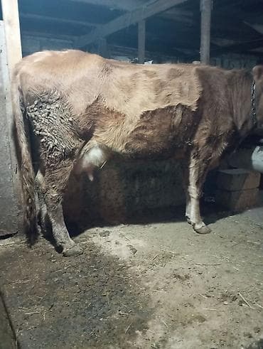 holstein inek satilir: Inək satılır 1ci balasıdır balası dişidi inək 3 məsindən 8l süd verir — 9