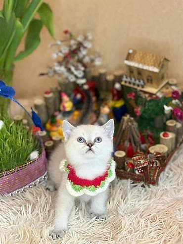 pisik sahiplendirme: Britan, Dişi, Yaxşı əllərə, Ödənişli çatdırılma — 4