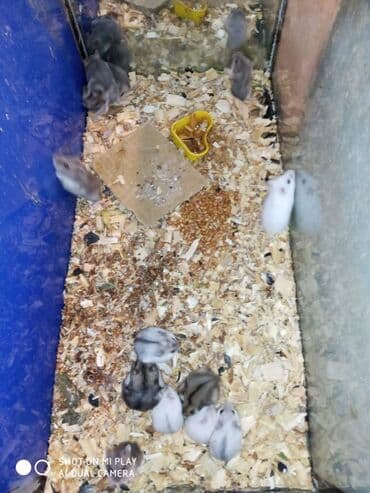 gəmiricilər: Cunqariki cunqariklar cunqarskie xamyaki ev sicanı əl xamyakı hamster — 2