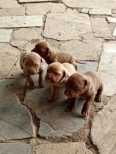 ov tiri satilir: Pitbul, 1 ay, Dişi, Peyvəndli, Ünvandan götürmə — 2