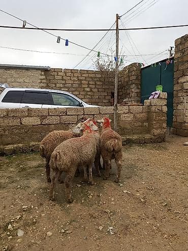 Sağlam Erkey quzulardi