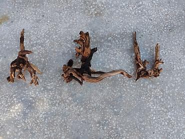 alpin kecisi: Dragon daşları, Koregalar, Akvaryum dekoru üçün təbii materiallar — 7