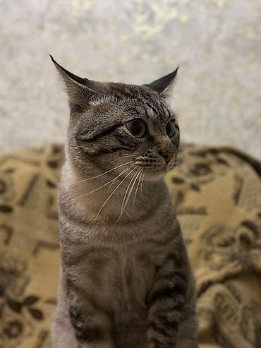 Pişiklər: Tabbi, Erkək, Yaxşı əllərə — 2