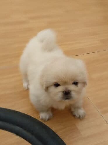 kiçik itlər: Pekines, 2 ay, Erkek — 1
