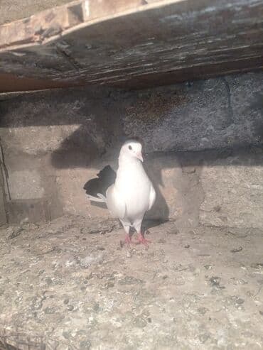 tap az goyercin satisi: Salam aleykum qardaşlar 13 ədəd göyərçindi tam sağlam heyvanlardı 13 — 3