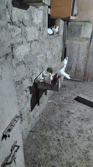 goyerçin: Ağ rəngli göyərçinlər – damazlıq yuva cütlükləri - Fotoşəkillərdə ağ — 2