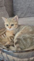 british pişik qiymeti: Britan, Erkək, Yaxşı əllərə, Ünvandan götürmə — 5