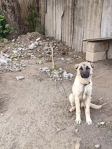 iran coban iti: Kanqal, 5 ay, Peyvəndli — 3