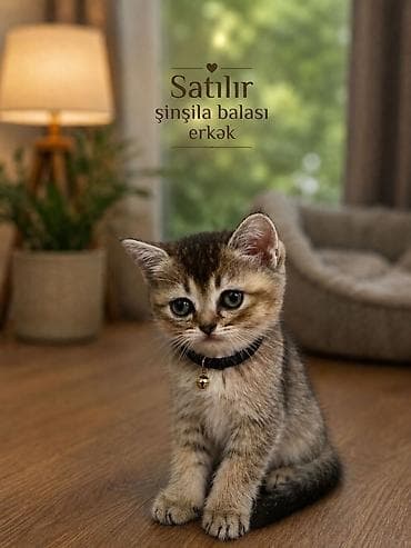 Şinşilla, Erkək