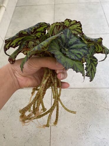 diffenbaxiya gülü haqqında məlumat: Begoniya Rex (rəngarəng yarpaqlı) – dekorativ otaq bitkisi - Növ — 6