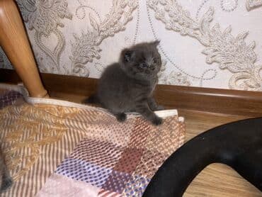 Britan, Erkək, Dişi, Ünvandan götürmə lalafo.az -da Britan, Erkək, Dişi, Ünvandan götürmə