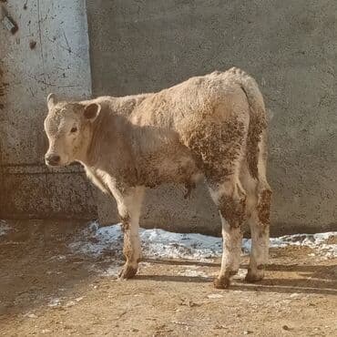 Lincoln: Cins buzov – açıq krem rəngli, qalın və sıx yun örtüklü. Geniş döş — 2