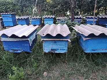brama cücə satışı: TƏCİLİ 5 arı ailəsi satılır.Təzə ayırmalardır.Analar bu ilki anadır.6 — 1