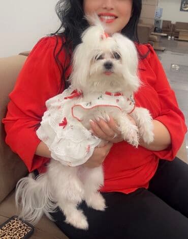 Malta bolonka, 1 ay, Erkek lalafo.az -da Malta bolonka, 1 ay, Erkek