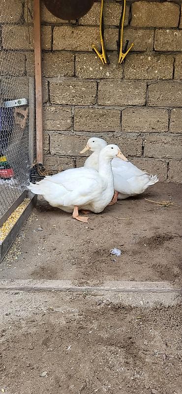 Dişi, Damazlıq, Ünvandan götürmə