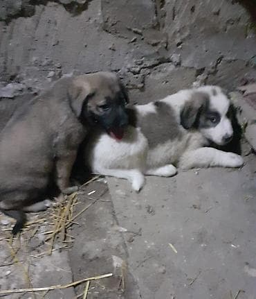 itlerin cutlesmesi: Alabay, 1 ay, Dişi, Ünvandan götürmə — 1