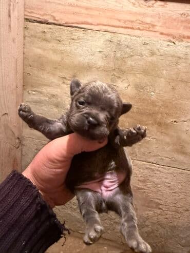 акита ину цена в баку: Американский бульдог, 1 месяц, С прививками, Платная доставка — 5