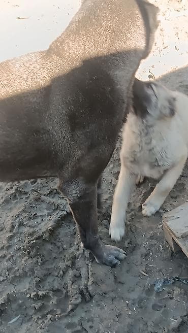 tap.az heyvanlar itler: Kanqal — 7