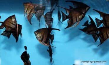 oskar balığı: Anibias Barteri Qiqant nadir növlərdən di yerli artım Y.Yasamal. 5 — 8