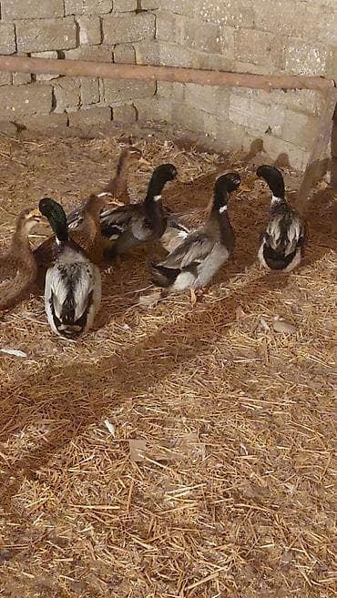 Птицы: Məhsul: yaşil baş ördək dişiler yumurtlayir halhazirda 10 deneye — 4