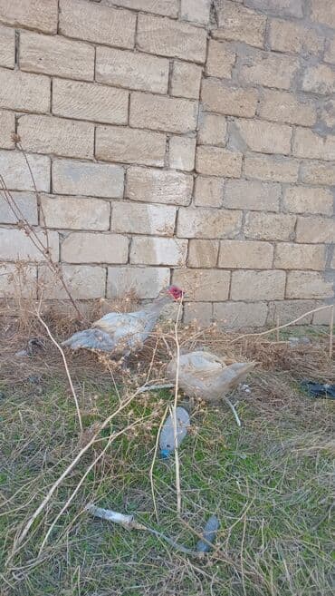 barter itlə: Qiymet sonu 60azn barterde ederem bu qiyməti uygun olan qazla mene 20 — 2