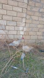 hinduşka əti qiyməti: Erkək, | Lal ördək, Ətlik — 2