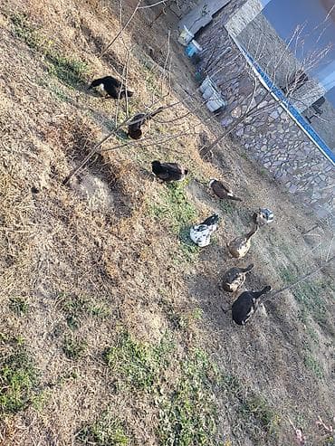 mal satisi: Dişi, Damazlıq — 6