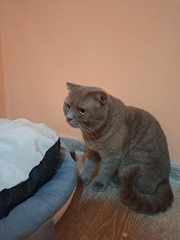 eşək şəkili: Şotland, Dişi, Ödənişli çatdırılma — 3