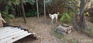 heyvanlara verilen adlar: Гурдбасар, 5 лет, Самка, Самовывоз — 5