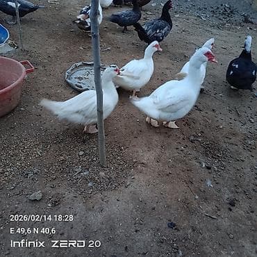 Keçilər, çəpişlər: Erkəyli dişili amma hamısı bir yerdə satılır 18 manatdan — 4