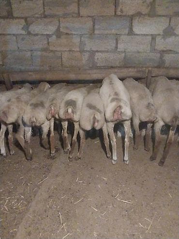 hamster near me: Dişi, il: 7, 16 kq, Ətlik, Ödənişli çatdırılma — 2