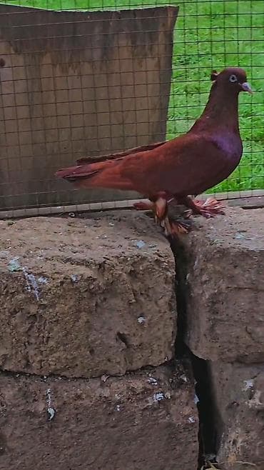 ordekler: Erekwy bala veren qan qirmzi — 4