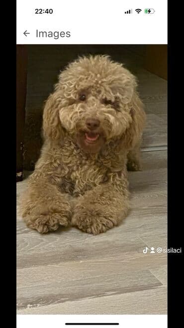 qiz ucun toy donlari: Pudel, 2 il, Erkek, Cütləşmə üçün — 8