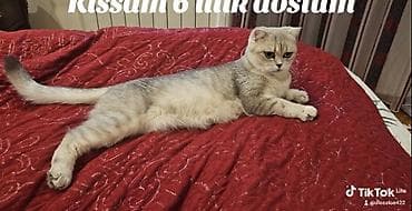 pisikler ucuz: Şotland, Erkək, Yaxşı əllərə, Ünvandan götürmə, Ödənişli çatdırılma — 3