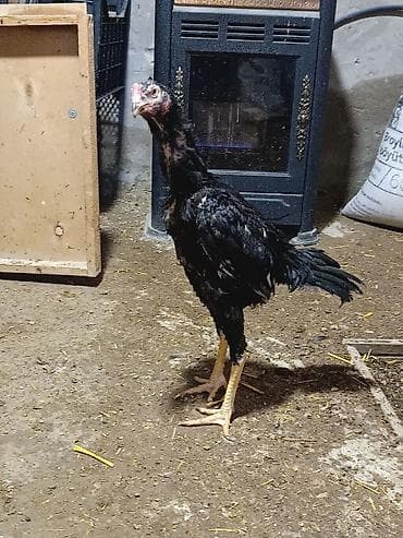 Saqlam qara reng toyuq tuk becedi riyal olmayan narhat etmesin yalniz