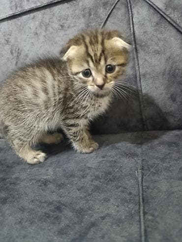 heyvan əşyaları: Şotland — 7