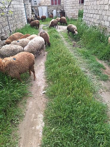 ag qulaq inek cinsi: Qoyun sürüsü – qarışıq rənglərdə yerli cinslər - Təklif: Şəkildə — 9