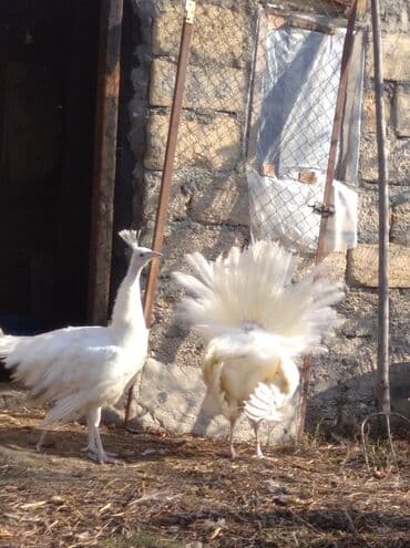 ağ kəklik: Salam aleykum. Satışda bir cüt ağ tovuzquşu var. 6 ayliqdirlar. cütü — 3