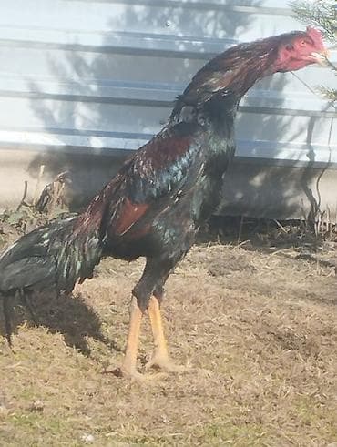 Рогатый скот: Saf qanlı Asil/Şamo tipli döyüşçi xoruzlar Xüsusiyyətlər: - Uzun və — 2