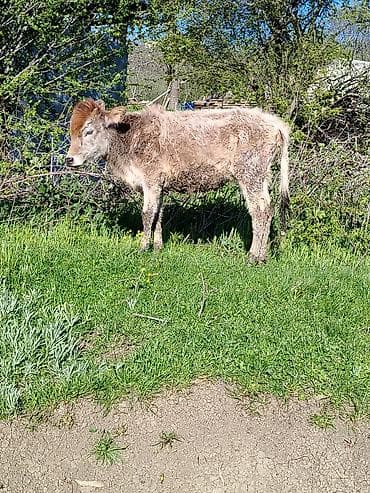 baliq akvarium satisi: Salam bu sekilde gorduynuz dana yaxsı madyan at olsa deyserem amma at — 2